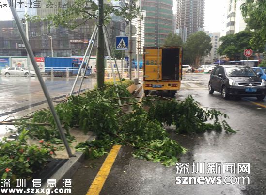 妮妲臺風(fēng)給深圳留下了什么？1313棵樹被摧毀