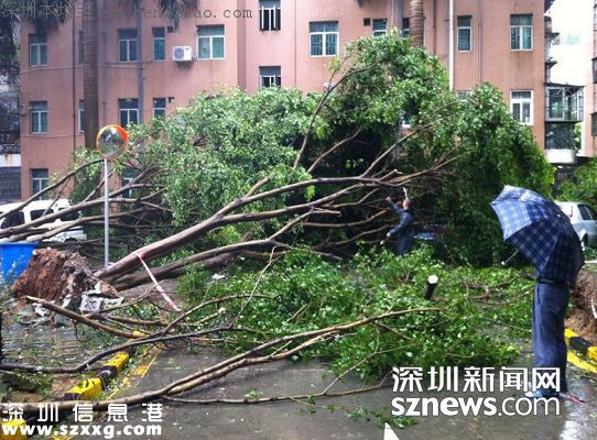 妮妲臺風(fēng)給深圳留下了什么？1313棵樹被摧毀