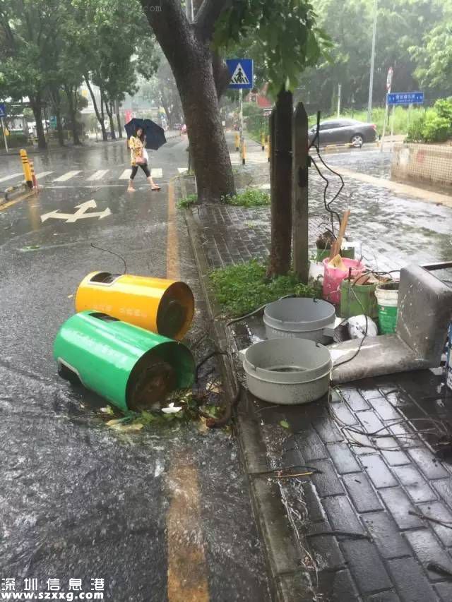 妮妲臺風(fēng)給深圳留下了什么？1313棵樹被摧毀