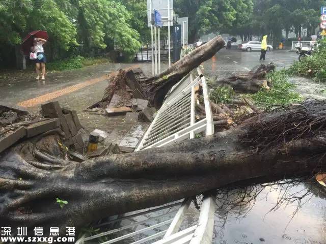 妮妲臺風(fēng)給深圳留下了什么？1313棵樹被摧毀