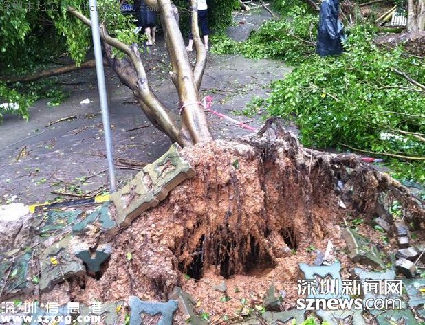臺(tái)風(fēng)妮妲在深圳的全部歷程 從出生到結(jié)尾