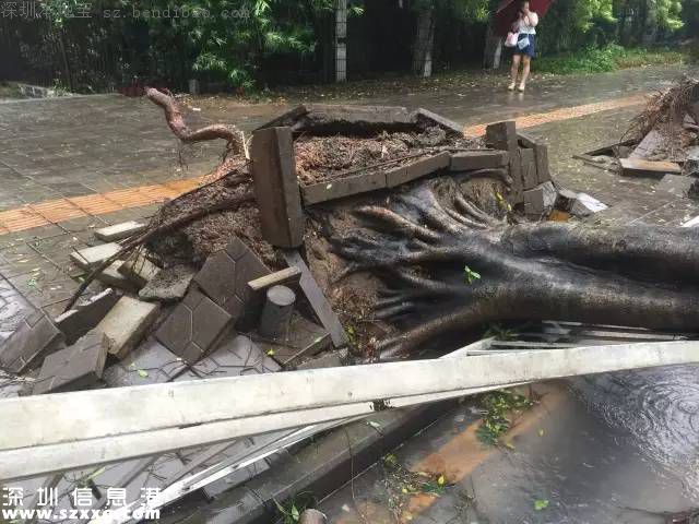 妮妲臺風(fēng)給深圳留下了什么？1313棵樹被摧毀