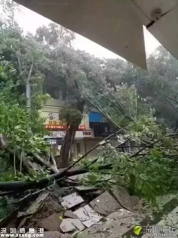 臺風(fēng)中1313棵樹被摧毀 倒伏的樹木如何處置？