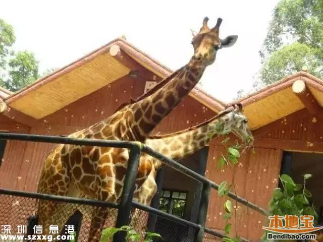 深圳地鐵7號(hào)線洪湖站實(shí)景圖曝光 吃喝玩樂最牛線