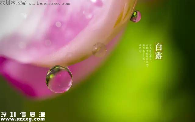 今日白露 白露節(jié)氣習(xí)俗+養(yǎng)生