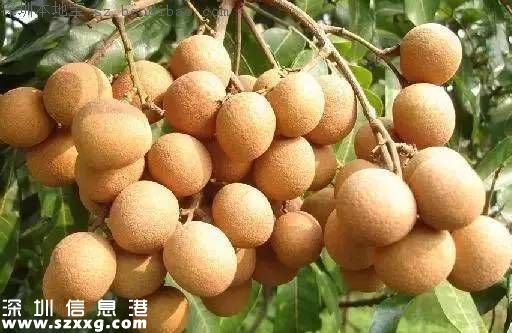 今日白露 白露節(jié)氣習(xí)俗+養(yǎng)生