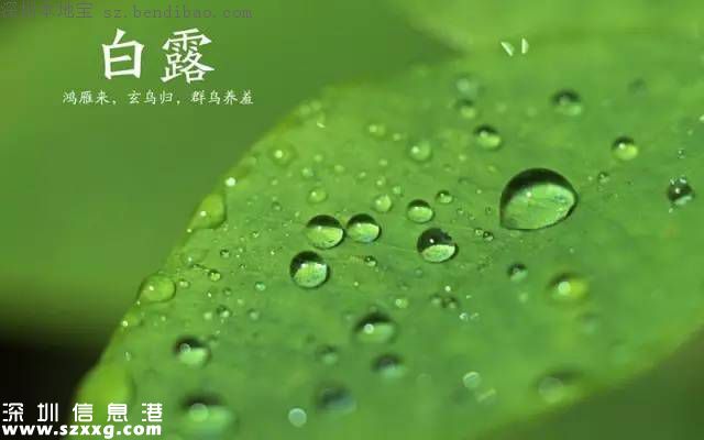今日白露 白露節(jié)氣習(xí)俗+養(yǎng)生
