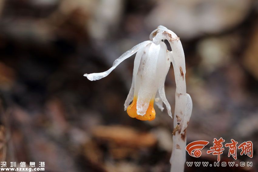 陜西現(xiàn)冥界之花