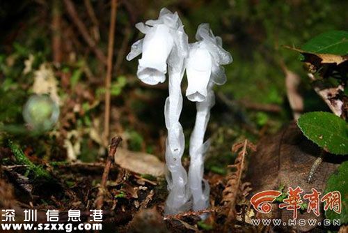 陜西周至現(xiàn)“冥界之花”