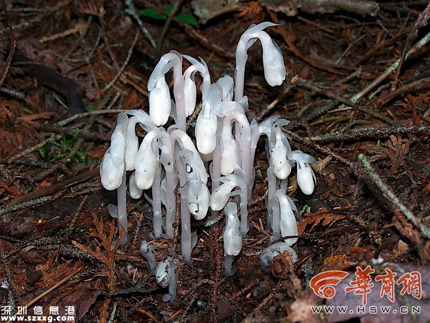 陜西現(xiàn)冥界之花