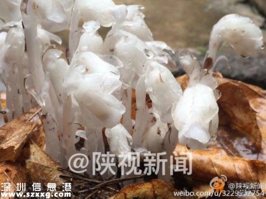 陜西現(xiàn)冥界之花