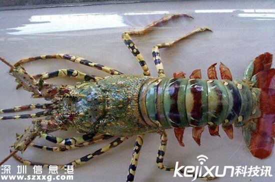 漁民捕到神秘龍蝦 全身色彩斑斕
