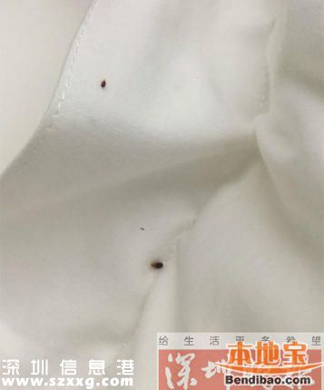 女子深圳住酒店半夜床上驚現(xiàn)十幾只蟲(chóng) 身上又癢又痛