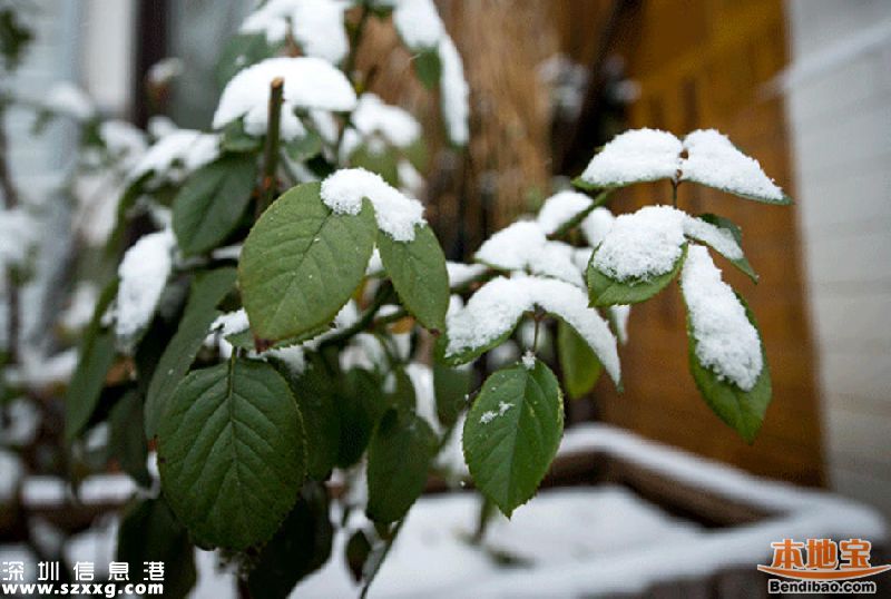 2016廣東首場(chǎng)雪在清遠(yuǎn) 前兩天還在穿短袖