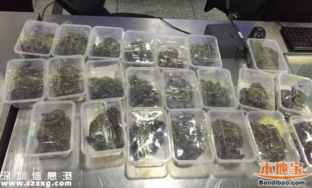 深圳女子過海關(guān)被查 褲襠藏22部蘋果手機