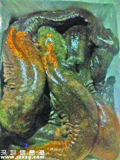 客車行李箱傳出嬰兒“哭聲” 高警查獲500尾娃娃魚