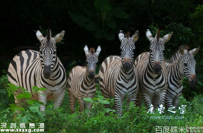深圳留仙洞地鐵站附近有什么好玩的景點(diǎn)?