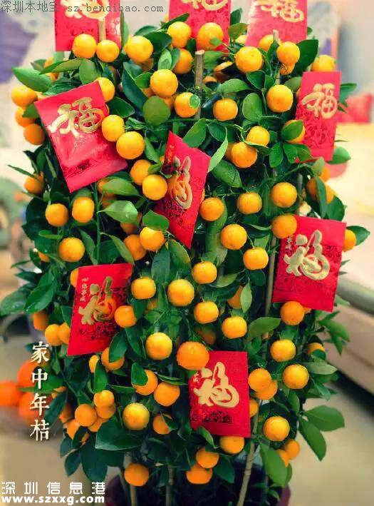 春節(jié)買什么年花？不同花有什么不同寓意？