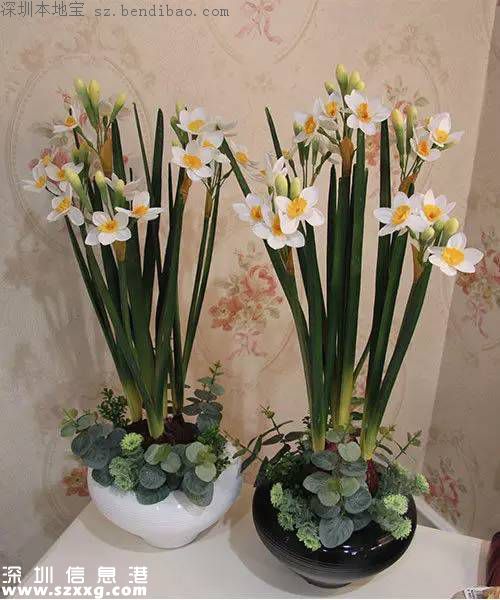 春節(jié)買什么年花？不同花有什么不同寓意？