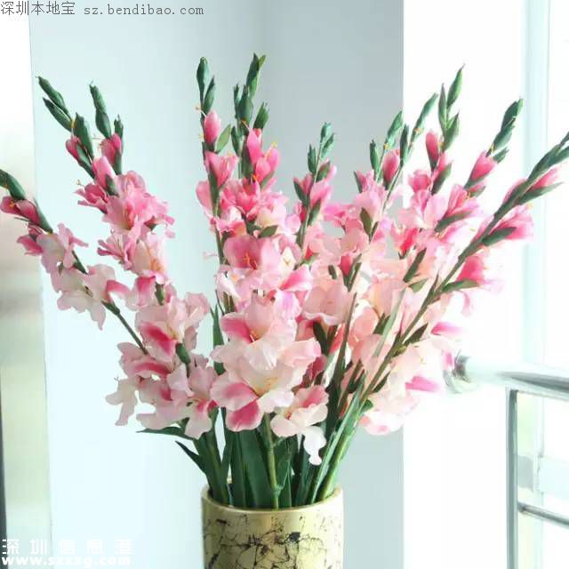 春節(jié)買什么年花？不同花有什么不同寓意？
