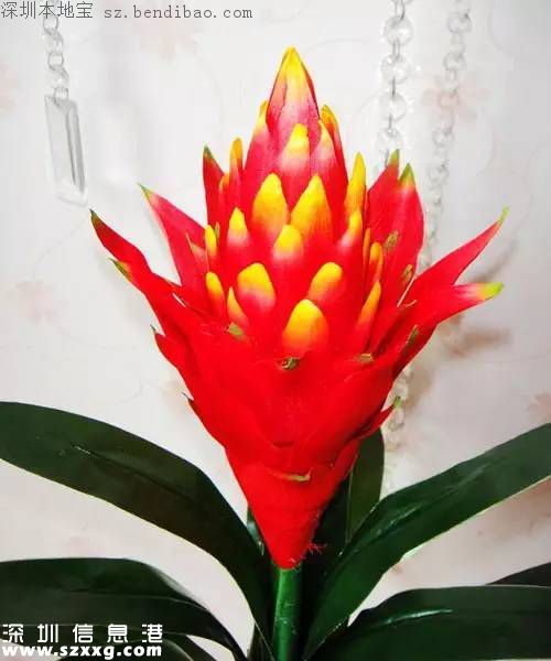 春節(jié)買什么年花？不同花有什么不同寓意？