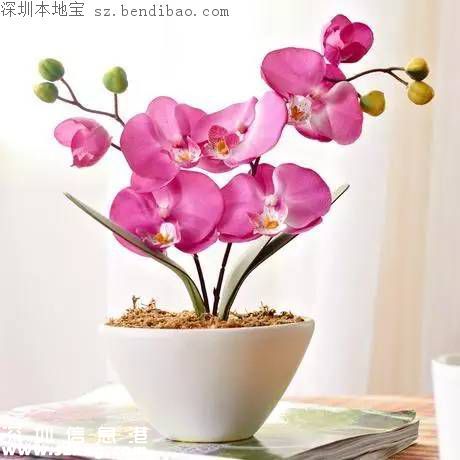春節(jié)買什么年花？不同花有什么不同寓意？