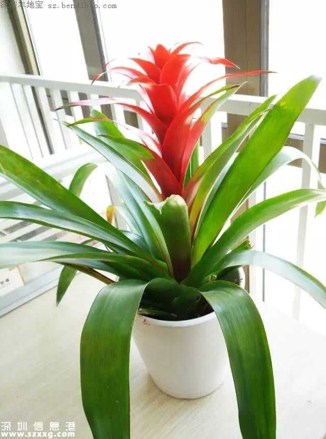 春節(jié)買什么年花？不同花有什么不同寓意？