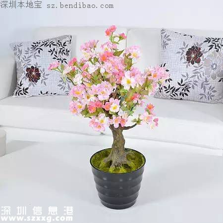 春節(jié)買什么年花？不同花有什么不同寓意？
