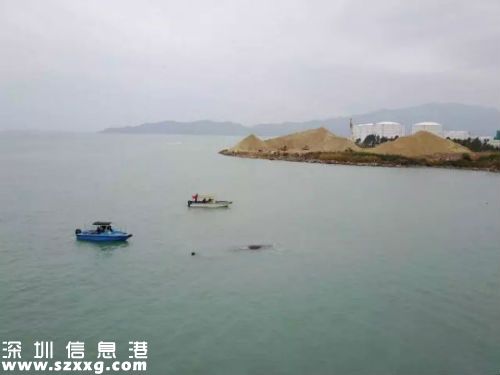 深圳擱淺抹香鯨已確認死亡 抹香鯨為什么會擱淺（2）