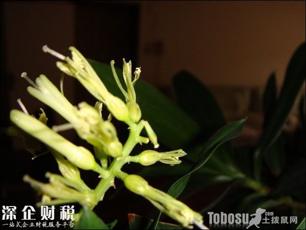 金錢樹開花好不好
