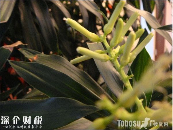 金錢樹圖片