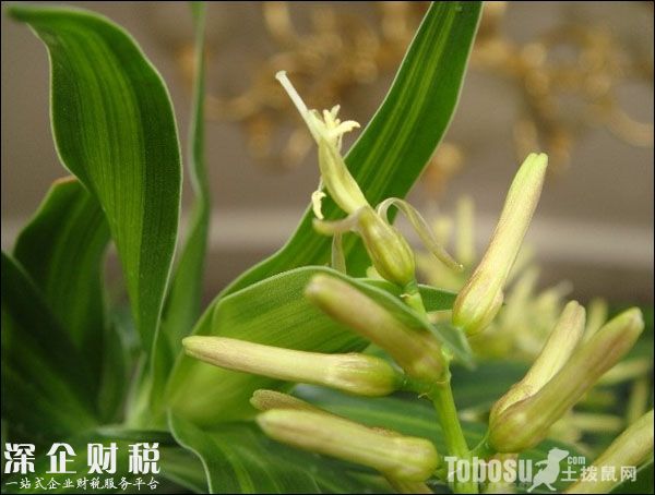 金錢樹開花好不好