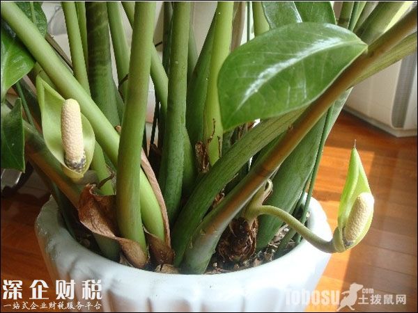 金錢樹開花圖片