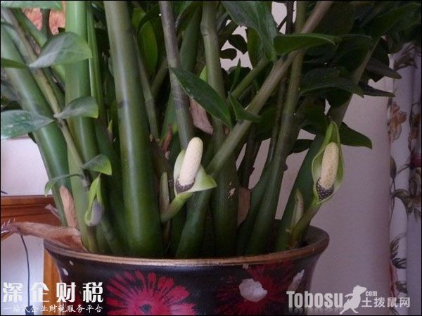 金錢樹開花圖片