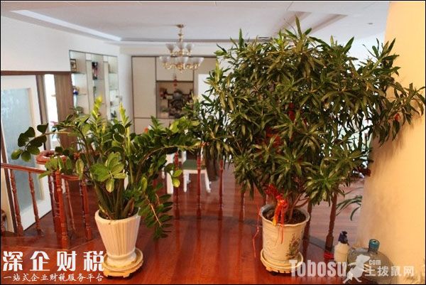 金錢樹圖片