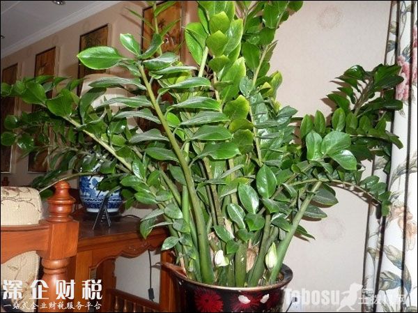 金錢樹開花好不好
