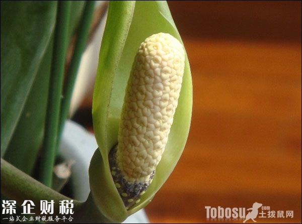 金錢樹開花圖片