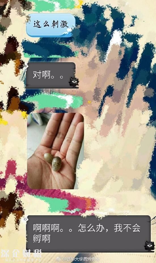 鳥在衣服筑巢下蛋