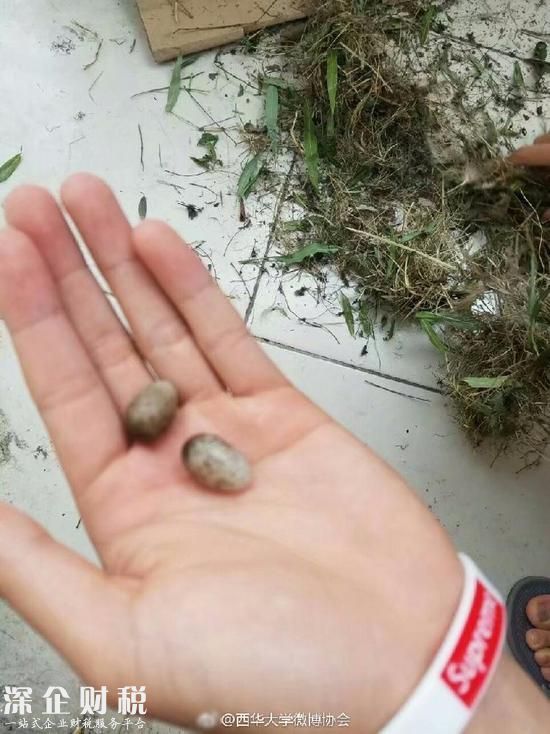 鳥在衣服筑巢下蛋