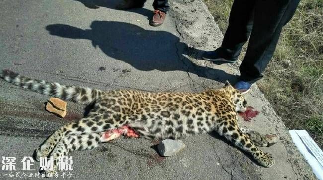 公路現(xiàn)死亡金錢豹
