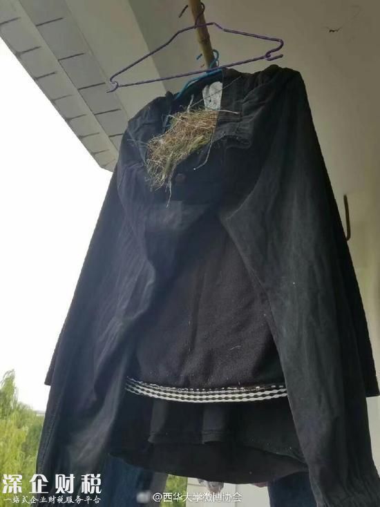 鳥在衣服筑巢下蛋