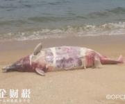 香港海灘海豚尸體 中華白海豚死在海灘
