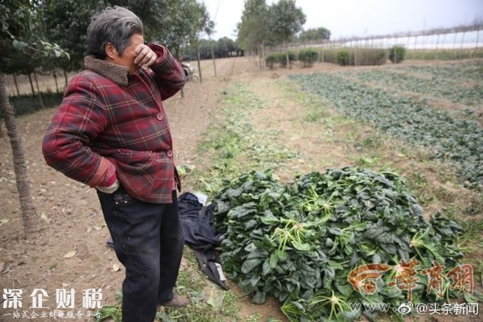 100公斤菠菜才賣26元 菜農(nóng)忍不住哭了辛苦一季才得這么少的錢