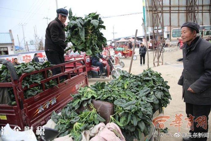 100公斤菠菜才賣26元 菜農(nóng)忍不住哭了辛苦一季才得這么少的錢
