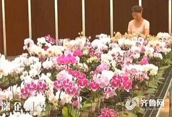 女子順走天價蝴蝶花 系新品種母株價值2000萬