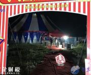 馬戲團(tuán)幼虎出逃嚇壞眾人 幸好有驚無險(xiǎn)